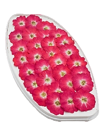 картинка Роза обезвоженная - Огненный поцелуй плоская (в вакууме) от магазинаАрт-Я