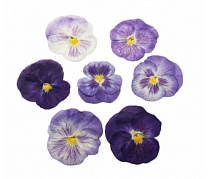 картинка Виола обезвоженная Paradise Flower - Райский цветок (плоская), 20шт от магазинаАрт-Я
