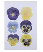 картинка Виола засахаренная МИКС от магазинаАрт-Я