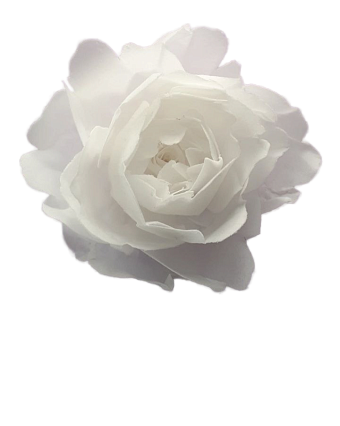 картинка Цветок из вафельной бумаги ПИОН белый 11см от магазинаАрт-Я
